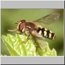 Eupeodes luniger - Mondfleck-Feldschwebfliege m01.jpg